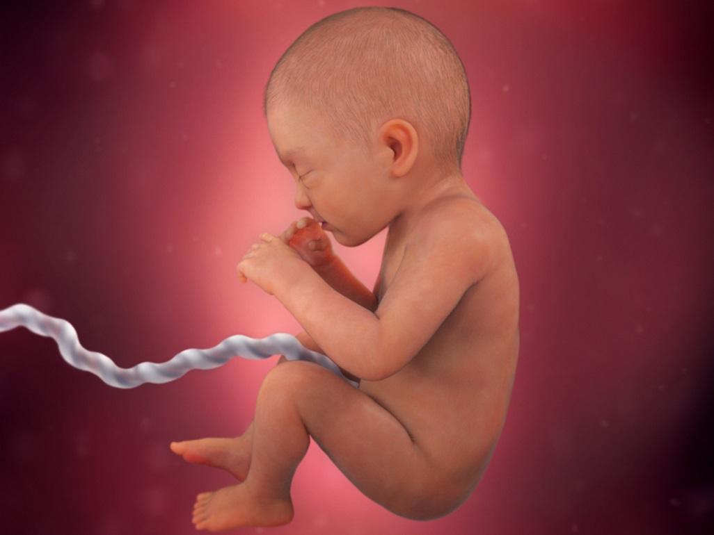 Các giai đoạn phát triển của thai nhi